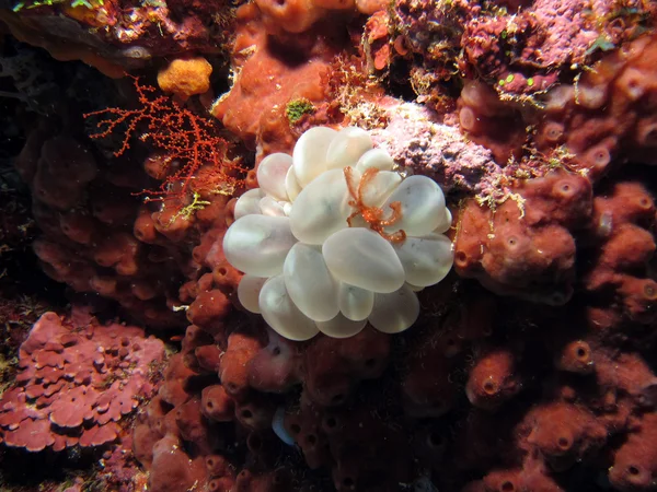 Orangutan Crab — Stock Photo, Image