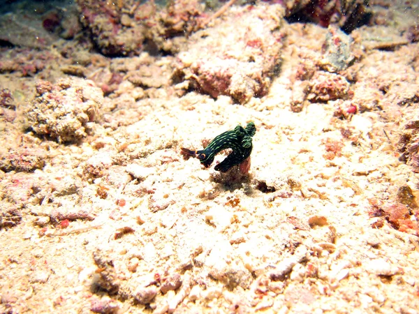 Değişken neon seaslug — Stok fotoğraf