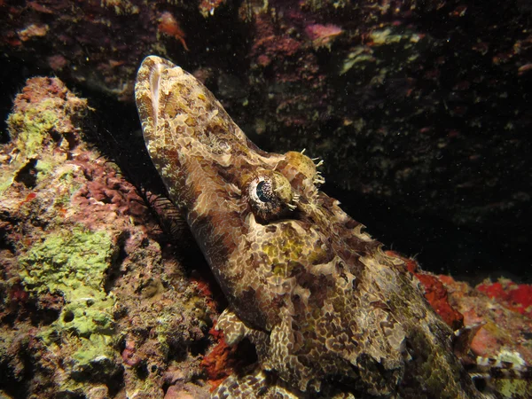 Crocodilefish — стокове фото