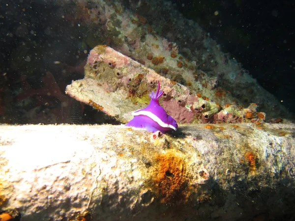 Рожеві Nudibranch — стокове фото