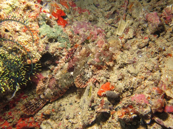 Raggy Scorpionfish — Stock Photo, Image