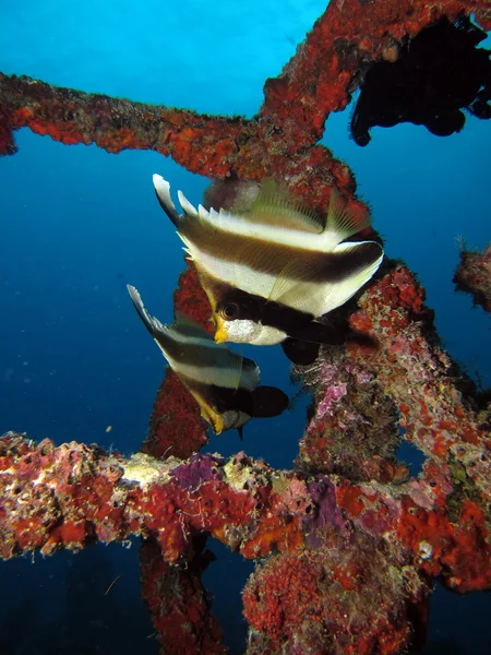 Dvě praporkem bannerfish — Stock fotografie