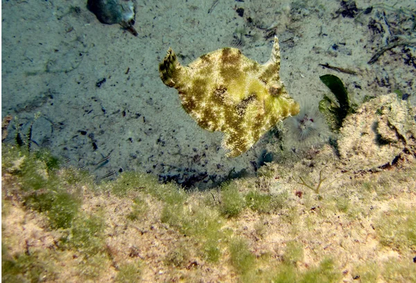 Filefish — Stock Photo, Image