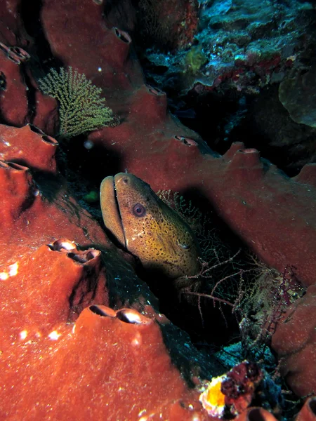 Moray anguila — Foto de Stock