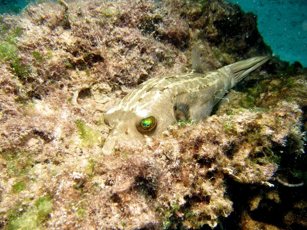 Schwarzfleckkugelfisch Stockbild