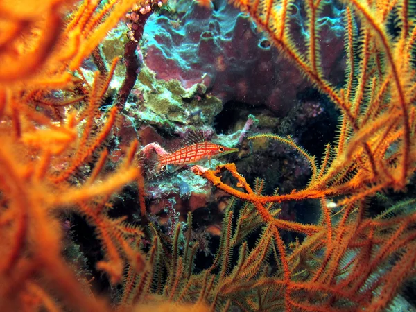 Nemá český hawkfish Stock Snímky