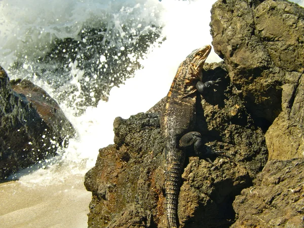 鬣鳞蜥铁岸形成在海滩上 — 图库照片