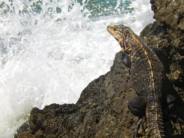Iguana στο ενστρωμένοι σχηματισμοί σιδήρου ακτή στην παραλία — Φωτογραφία Αρχείου