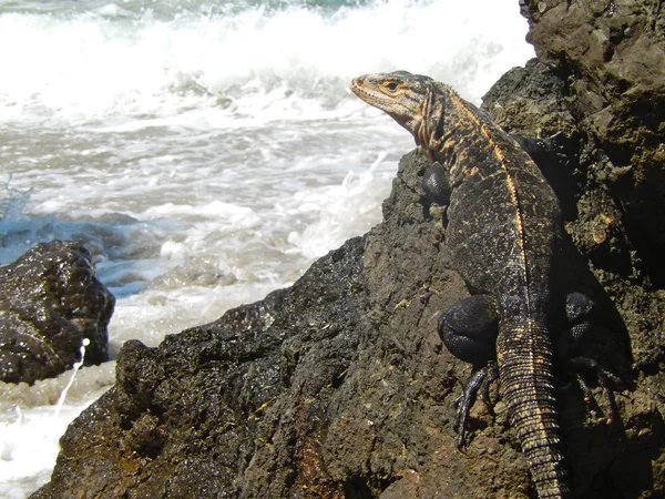 Iguana στο ενστρωμένοι σχηματισμοί σιδήρου ακτή στην παραλία — Φωτογραφία Αρχείου