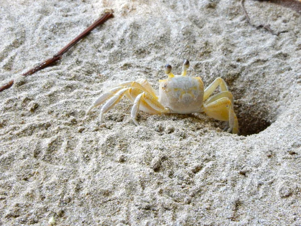 Close-up de um caranguejo em uma praia tropical — Fotografia de Stock