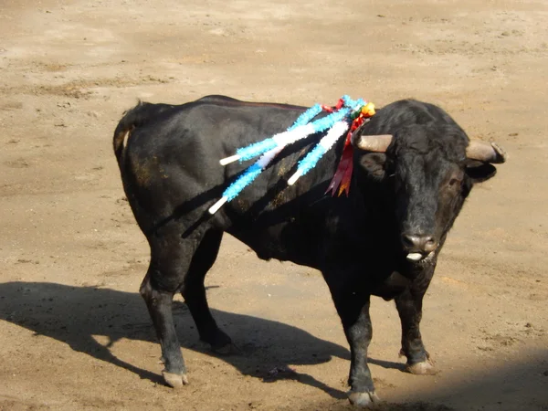 Býk v aréně. španělský býk — Stock fotografie