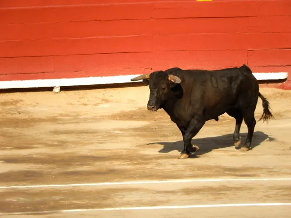 Бык внутри арены. Испанский бык — стоковое фото