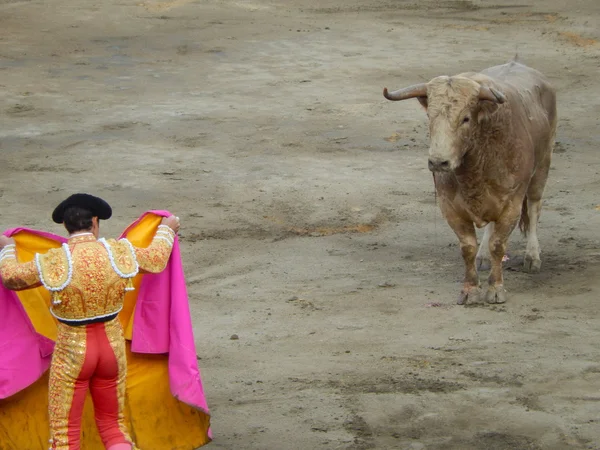 Tjuren stirrar på torero under en tjurfäktning. — Stockfoto