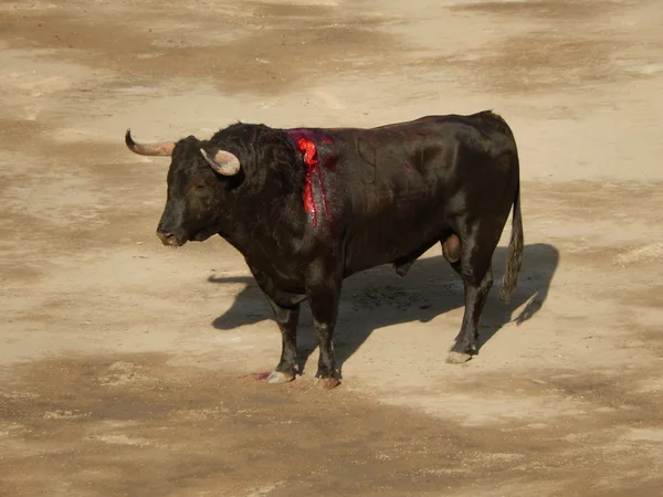 Stier in de arena. stier in de stierenvechten. — Zdjęcie stockowe