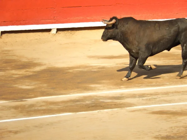 Toro dentro de la arena. Toro español — Foto de Stock