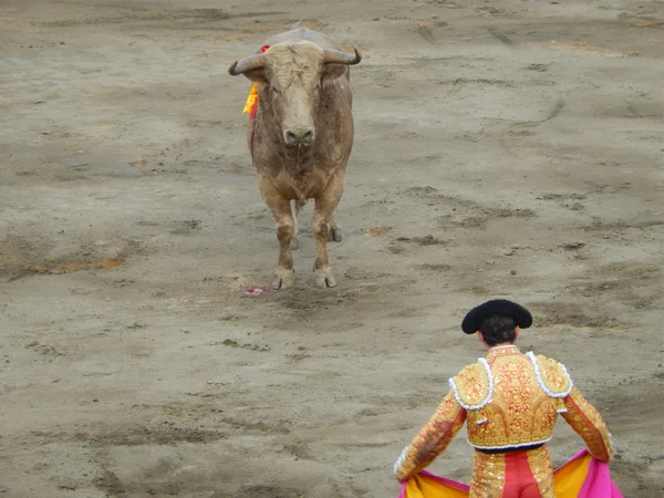 Ο ταύρος κοιτάζει την torero κατά τη διάρκεια μια ταυρομαχία. — Φωτογραφία Αρχείου