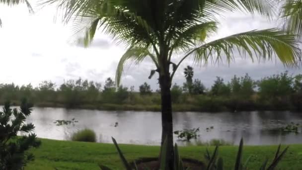 Timelapse de Everglades — Vídeo de stock