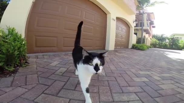 Katt närmar sig en kamera — Stockvideo
