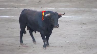 İspanyol boğa mücadele. Toro de lidia. boğa güreşi arena. Boğa güreşçisi