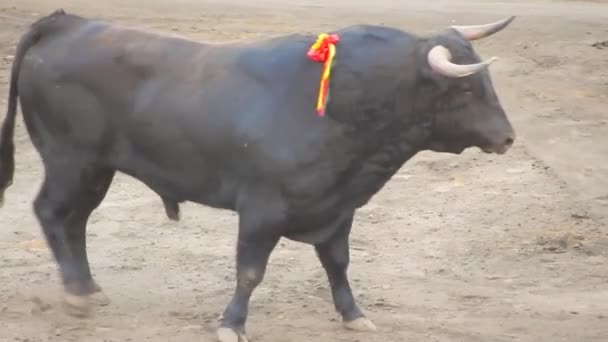 Toro de lucha español. Toro de lidia. Plaza de toros. Torero — Vídeos de Stock