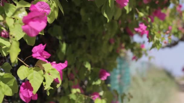 Roze bloemen bewegen met de wind — Stockvideo
