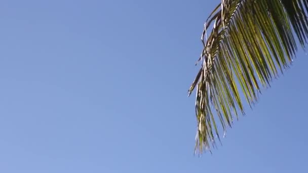 1080p - Palmera oscilante contra el cielo azul — Vídeo de stock