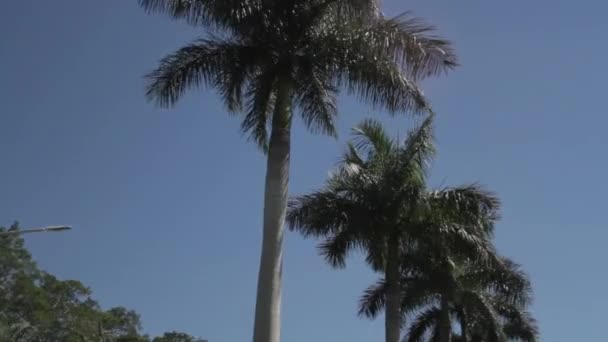 1080p - mavi gökyüzüne karşı sallanan palmiye ağacı — Stok video