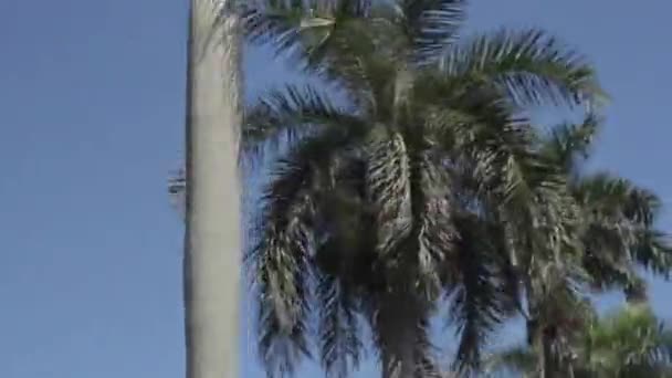 1080p - Palmier oscillant contre le ciel bleu — Video