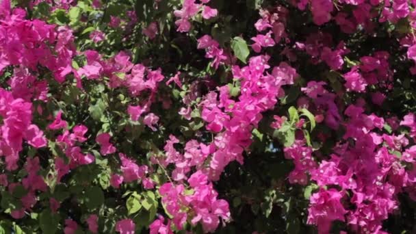 Flores cor-de-rosa em movimento com o vento — Vídeo de Stock