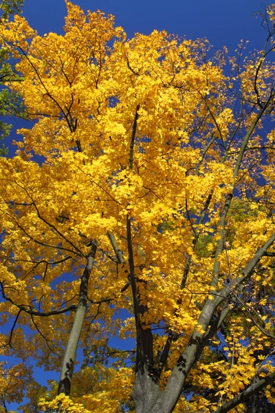 Autumn in trees — Stock Photo, Image