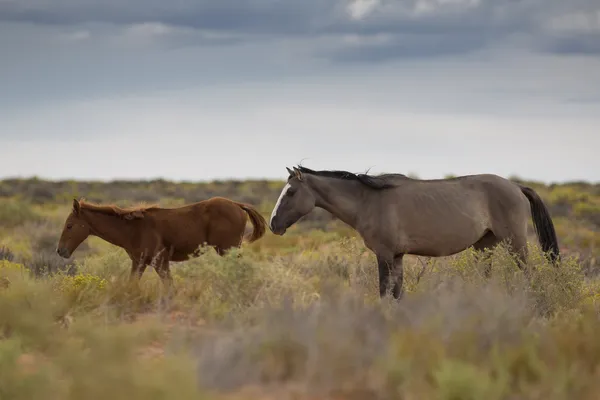 Cavalos selvagens em Utah — Fotografia de Stock