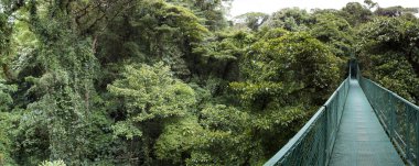 Cloud forest in Costa Rica clipart