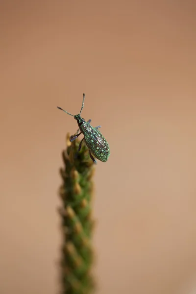 Close up van insect op de top van een bijkantoor — Stockfoto