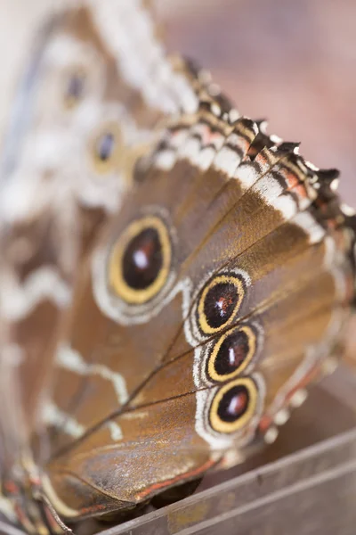 Morpho mariposa en caña —  Fotos de Stock