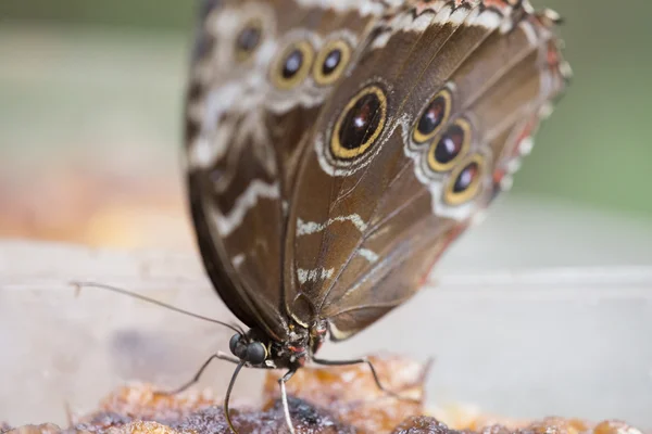 Morpho Butterfly su Reed — Foto Stock