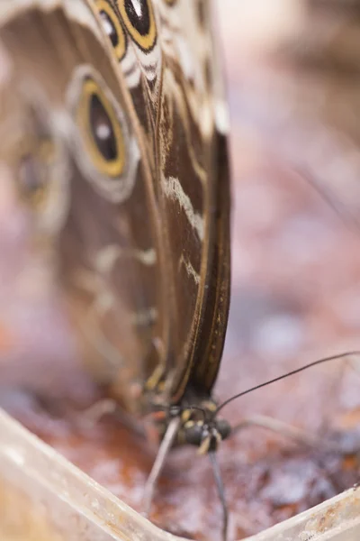 Morpho vlinder op reed — Stockfoto