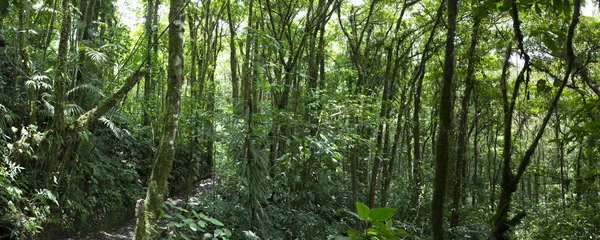 Oblačný les v Costa Rica — Stock fotografie
