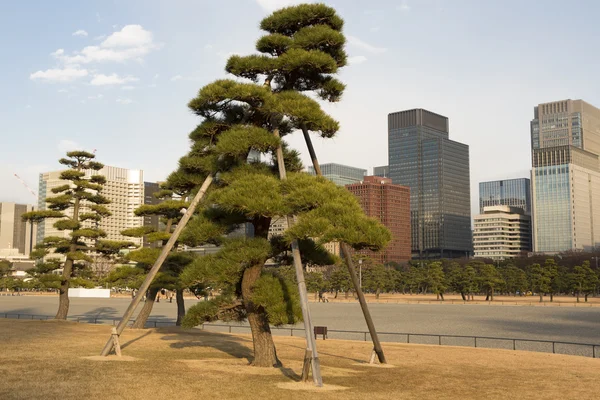 巨大な盆栽、皇居、東京 — ストック写真