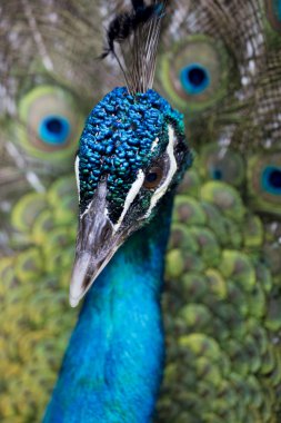 PF gagasını temizlemekte tavuskuşu kapatmak