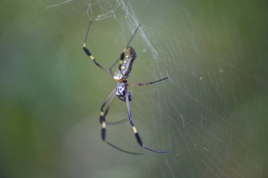 Altın Küre örümcek