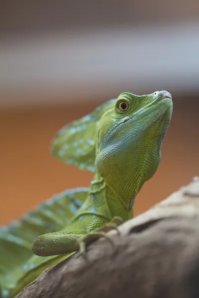 Celý iguana v teráriu — Stock fotografie