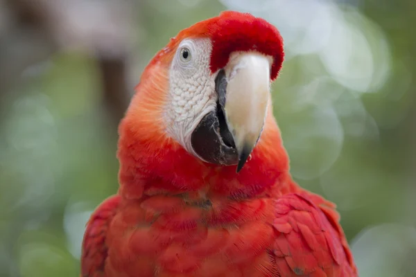 Scarlet Amerika papağanı detay — Stok fotoğraf