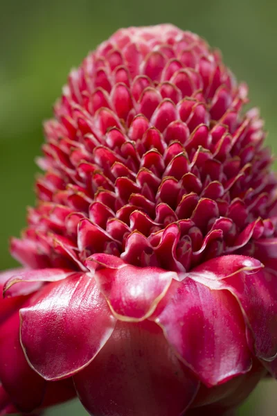 Flor de jengibre rojo — Foto de Stock