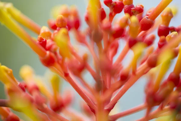 オレンジ色の熱帯の花 — ストック写真