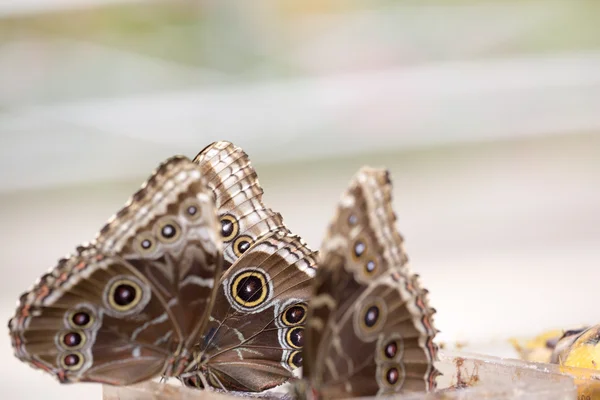Morpho vlinder op reed — Stockfoto