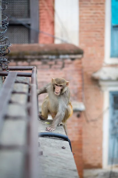 Scimmia in esecuzione a Kathmandu — Foto Stock