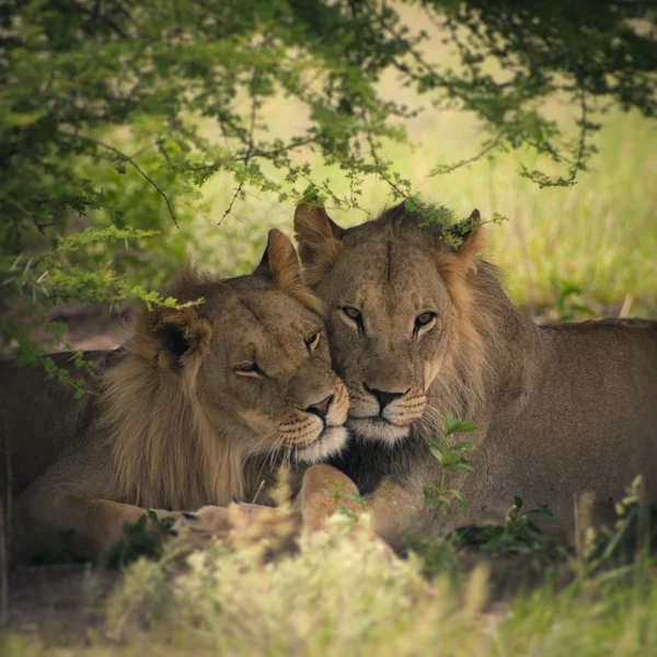 Sevgi dolu bir çift aslan ve aslan — Stok fotoğraf