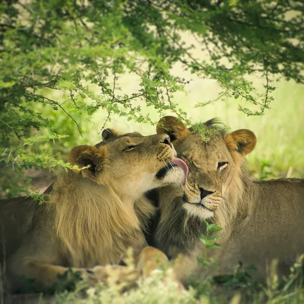 Sevgi dolu bir çift aslan ve aslan - Stok İmaj