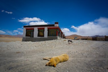 Tibet'te bir yere yolda uyuyan köpeği