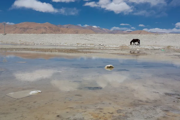 チベットで牧草を食べている馬 — ストック写真